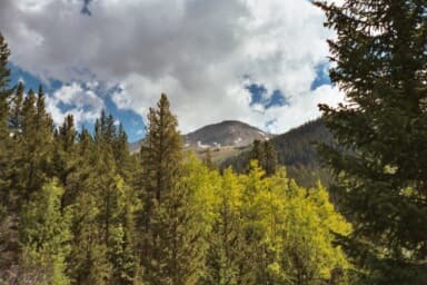 Mount Yale seen through an aspen grove